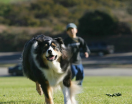 מרוץ כלבים, פעילויות לילדים, אטרקציות לילדים